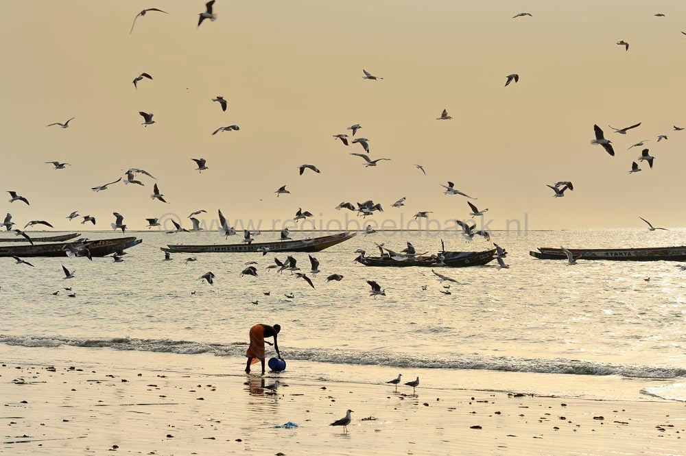 landscape_gambia_330.jpg