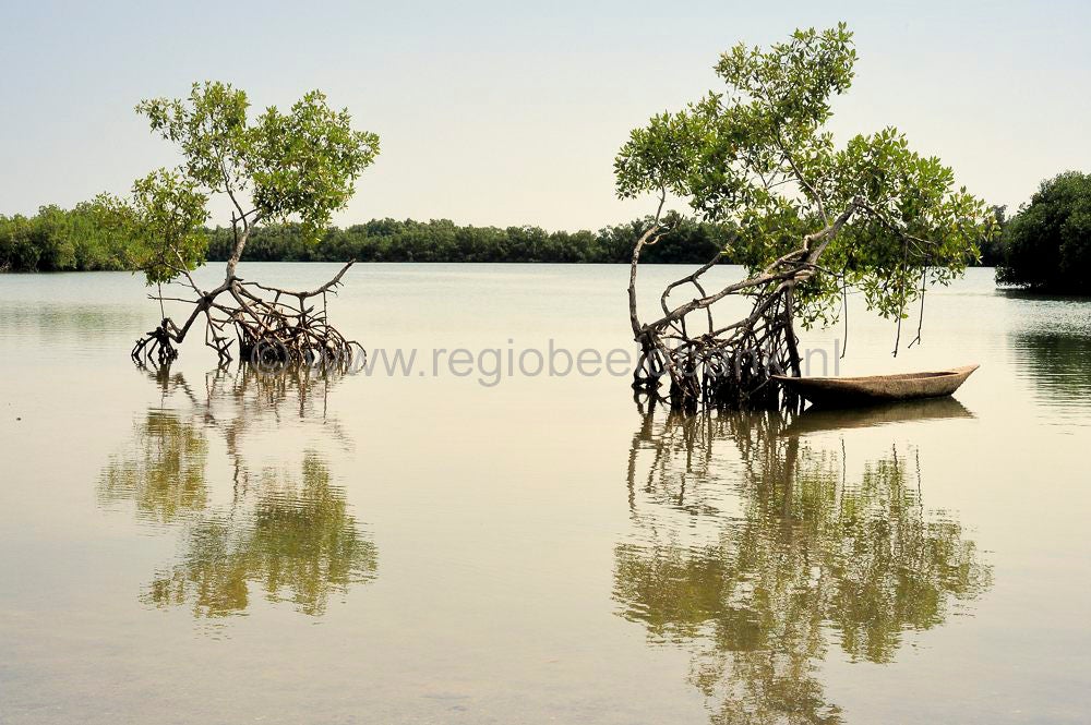 landscape_gambia_351.jpg