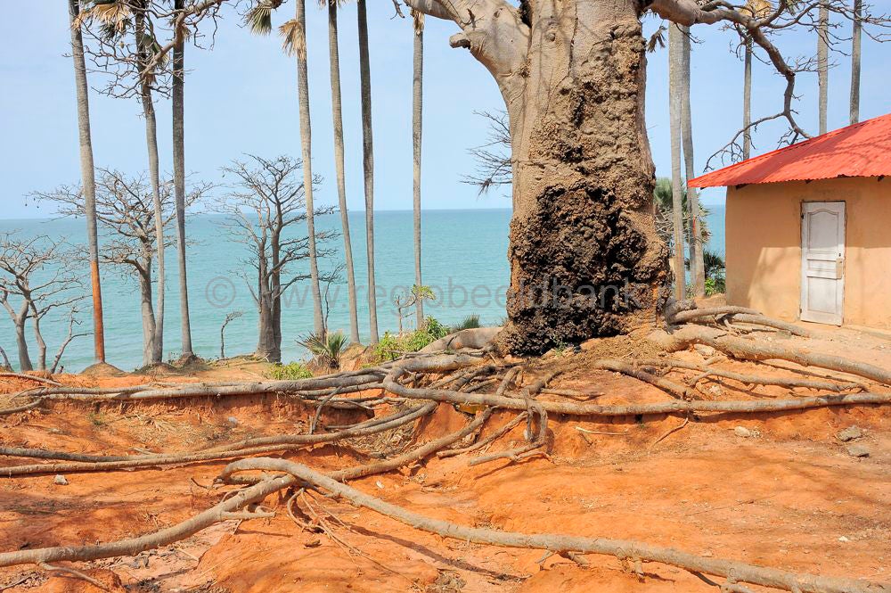 landscape_gambia_374.jpg