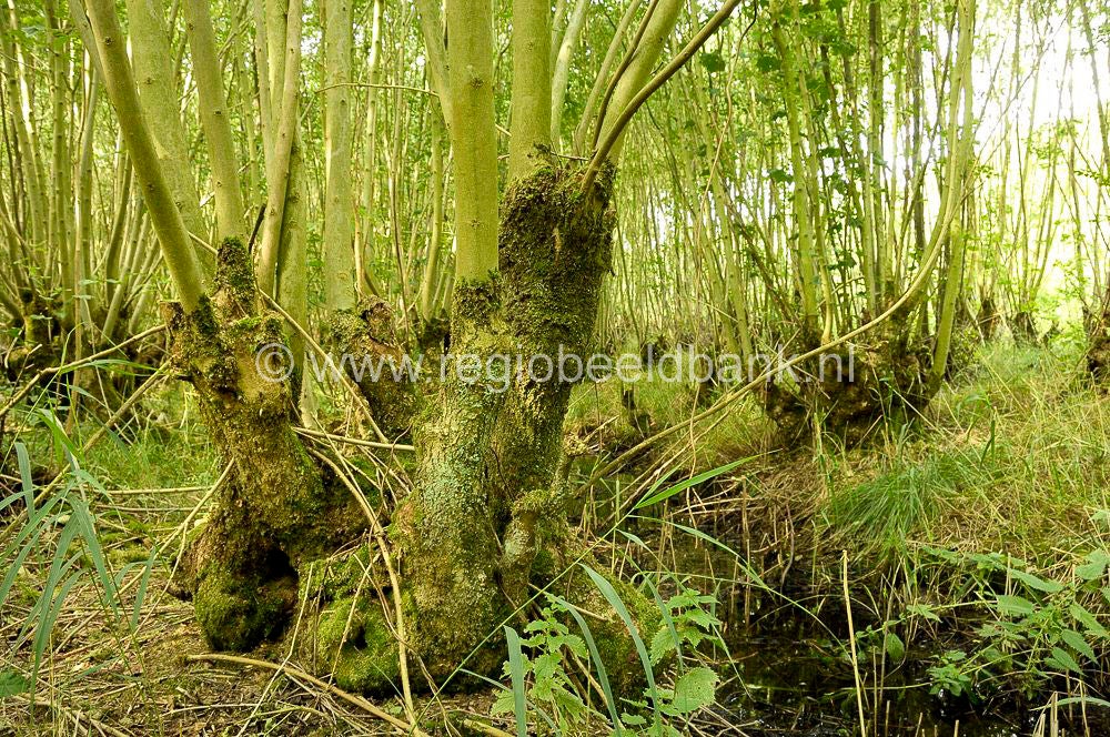 langbroek_049.jpg