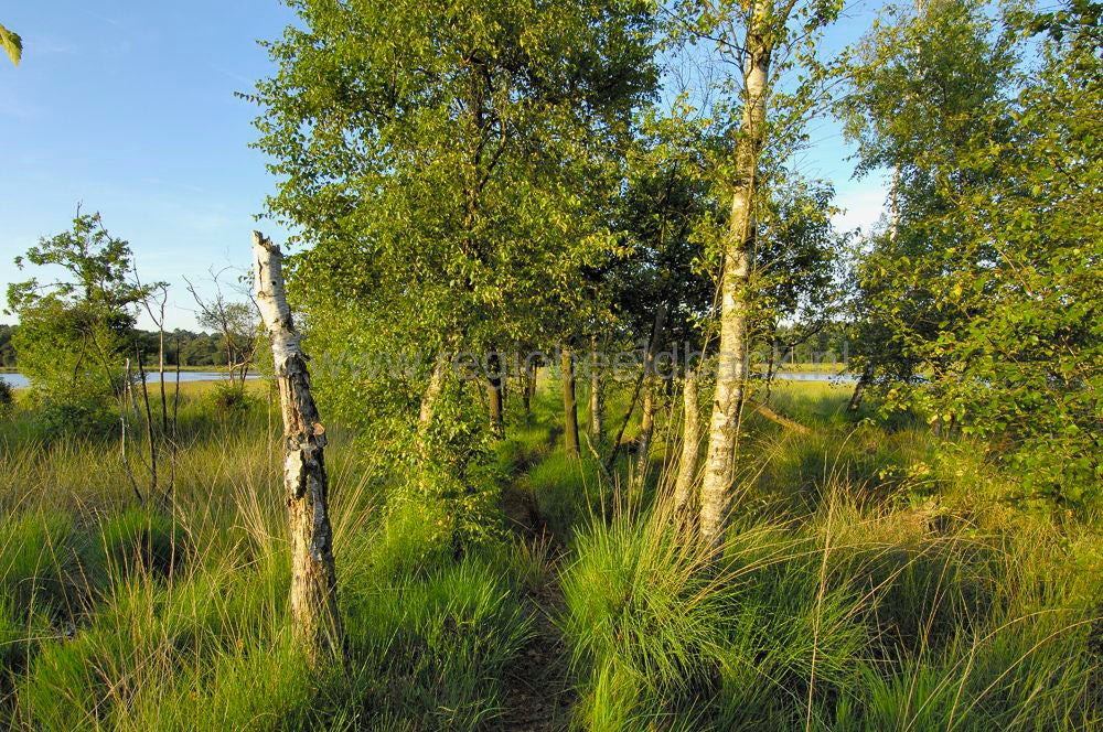 leersumseplas_009.jpg