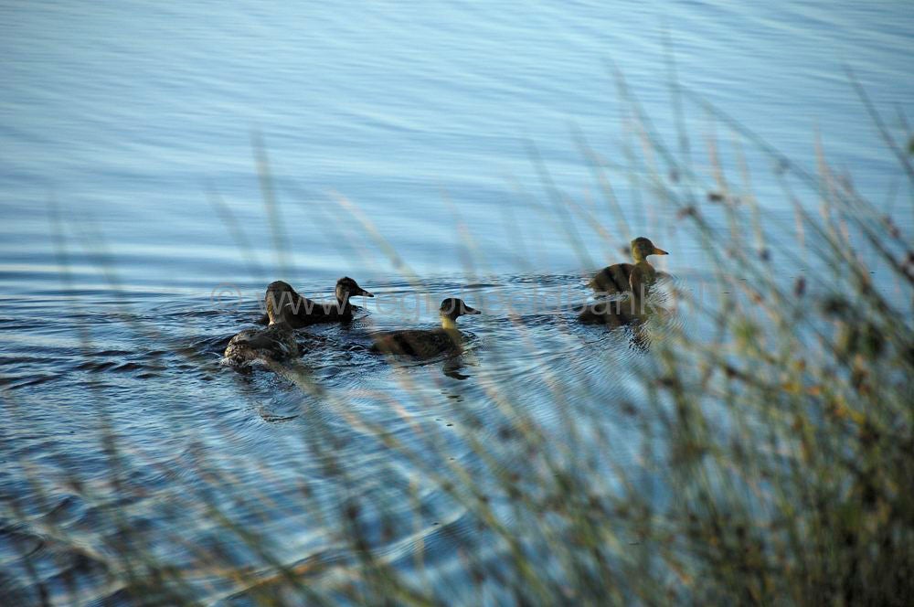 leersumseplas_019.jpg