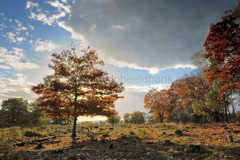 leersumseplas_057.jpg