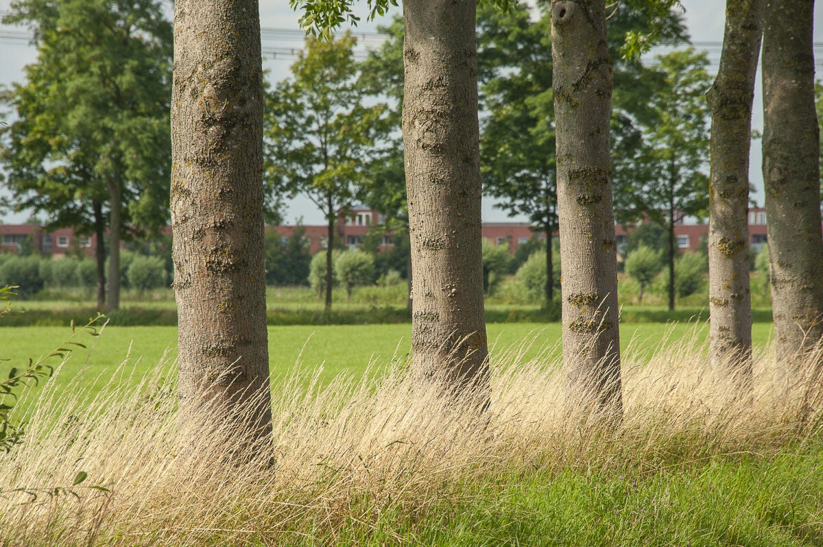 leestensche_broekpad_023.jpg