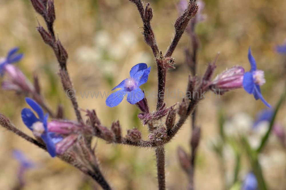 Lente