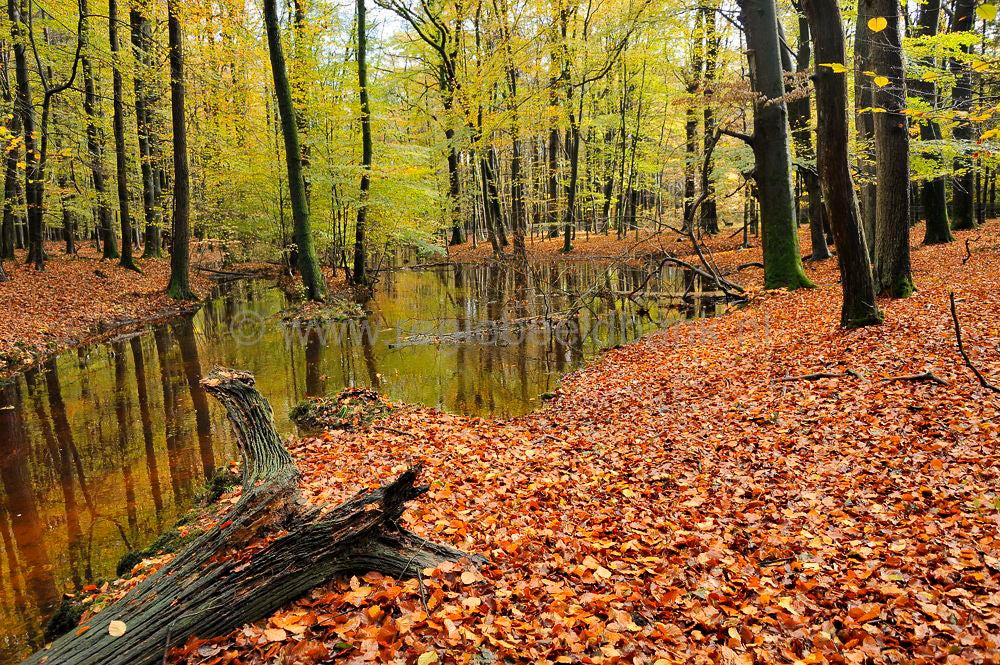 leuvenumsebeek_017.jpg