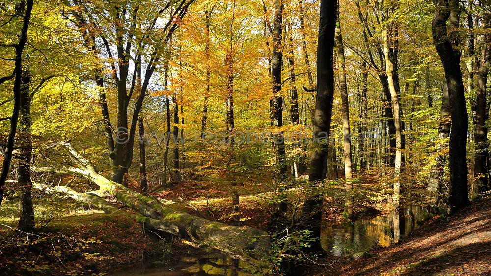 leuvenumsebeek_059.jpg