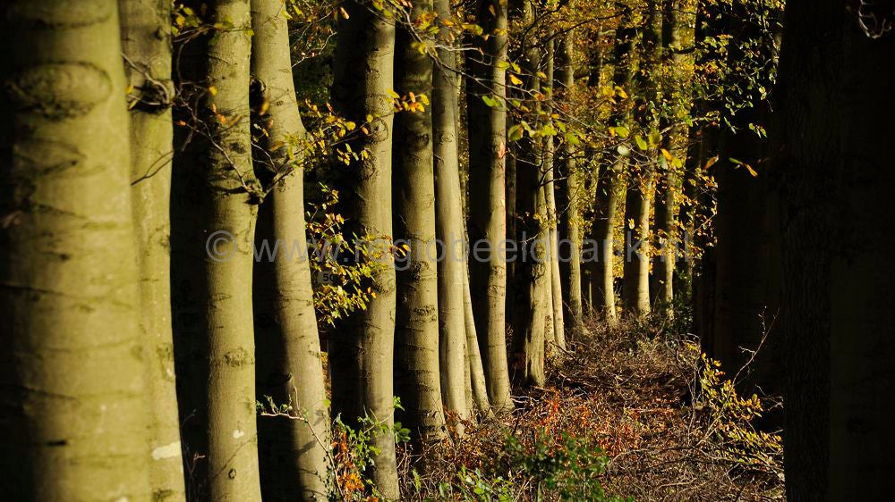 leuvenumsebeek_078.jpg