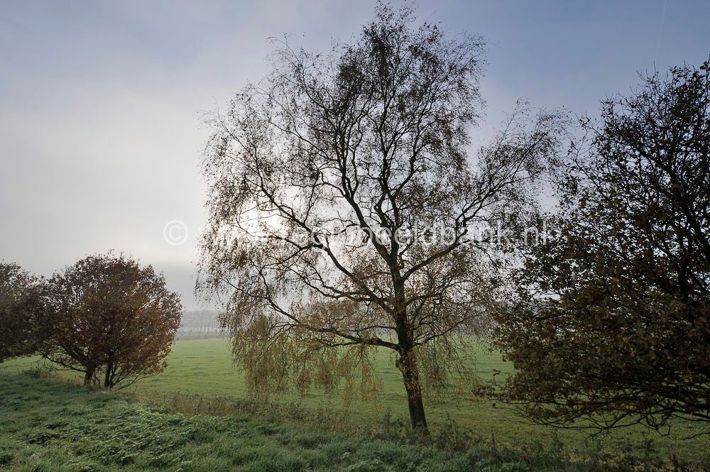 liniedijk_015.jpg