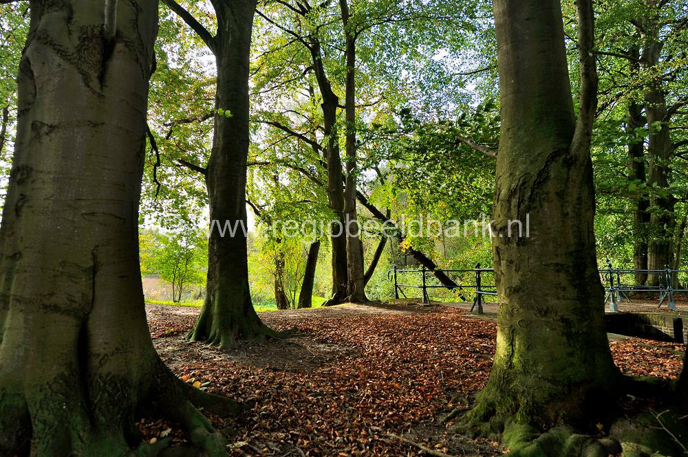 liniedijk_412.jpg