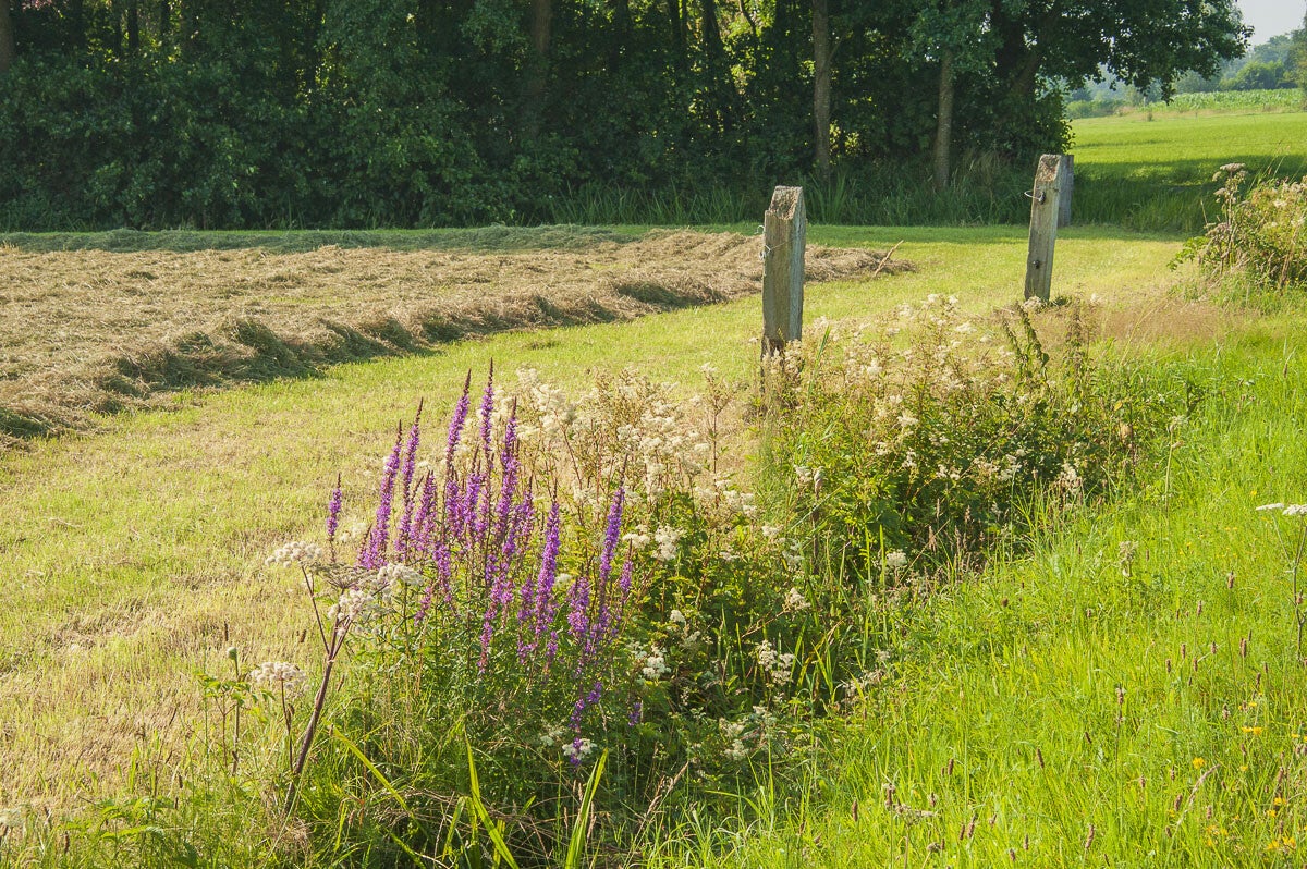loobrinkerpad_005.jpg