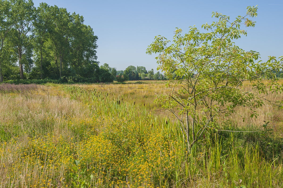 loobrinkerpad_029.jpg