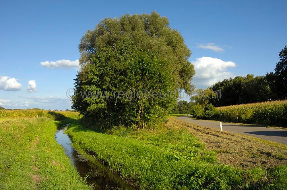Modderbeek