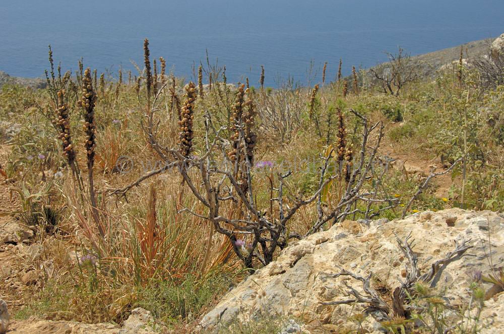 monipreveli_kreta_0763.jpg