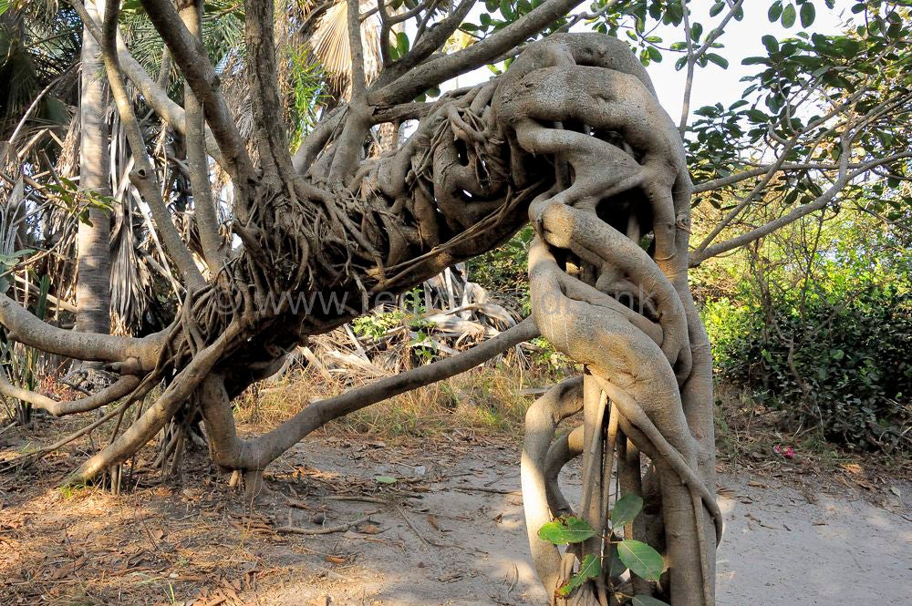 monkeys_gambia_408.jpg