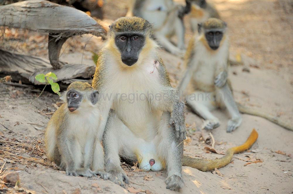 monkeys_gambia_412.jpg