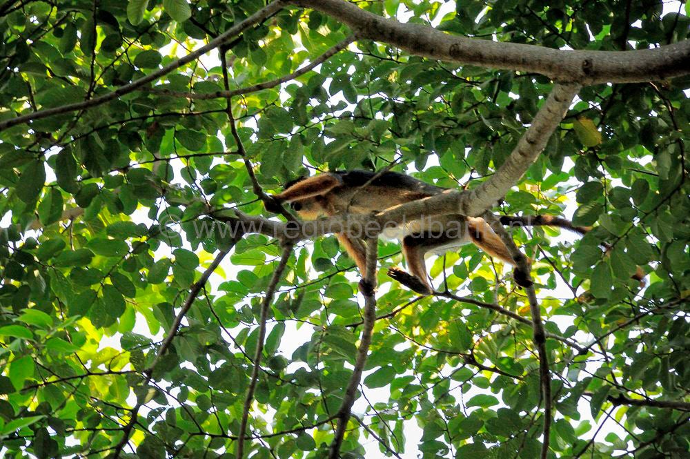 monkeys_gambia_418.jpg