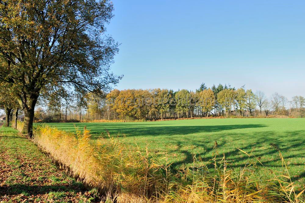 Moorst