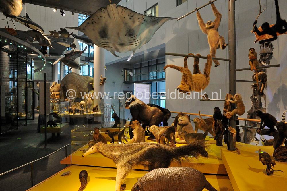 naturalis_leiden_006.jpg
