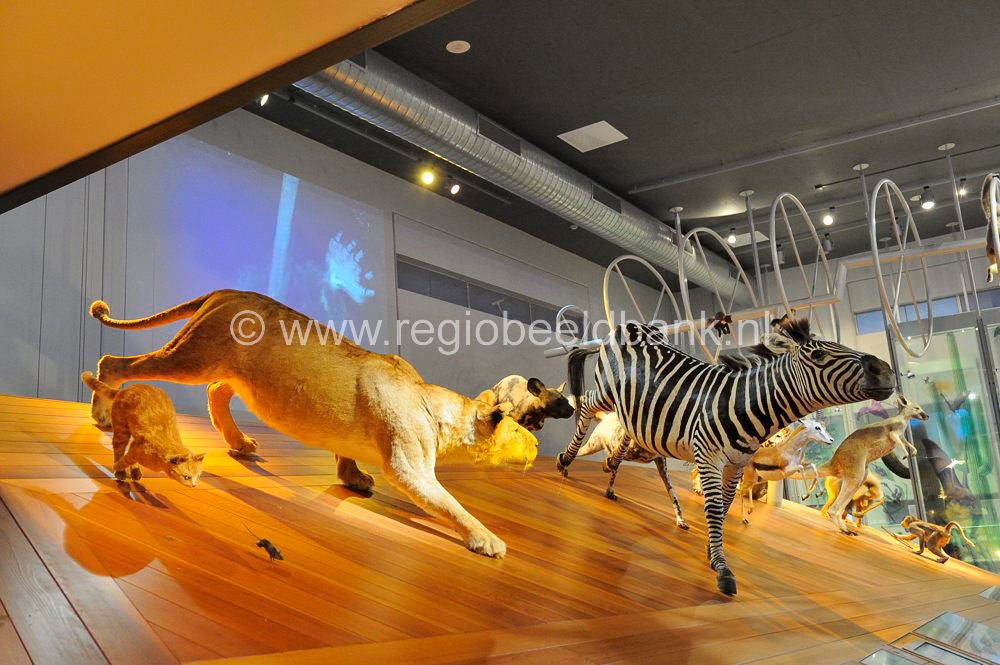 naturalis_leiden_008.jpg