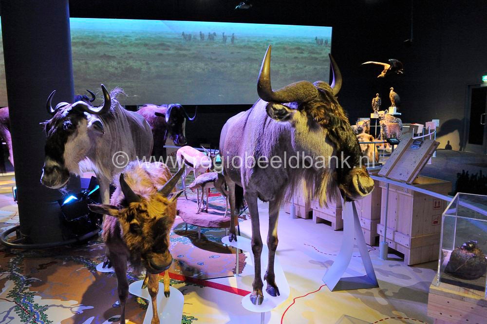 naturalis_leiden_010.jpg