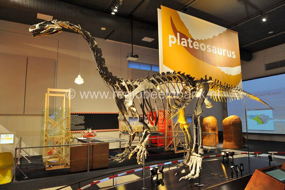 naturalis_leiden_014.jpg
