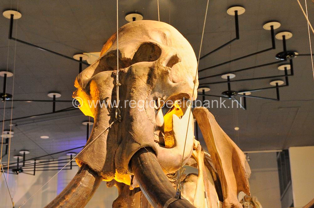 naturalis_leiden_016-1.jpg