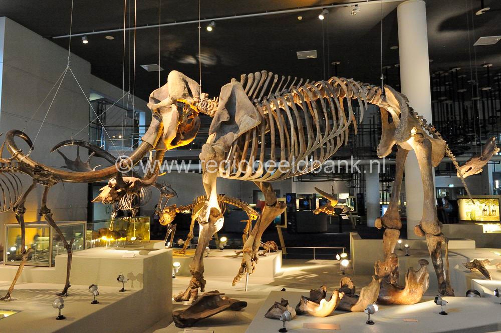 naturalis_leiden_018.jpg