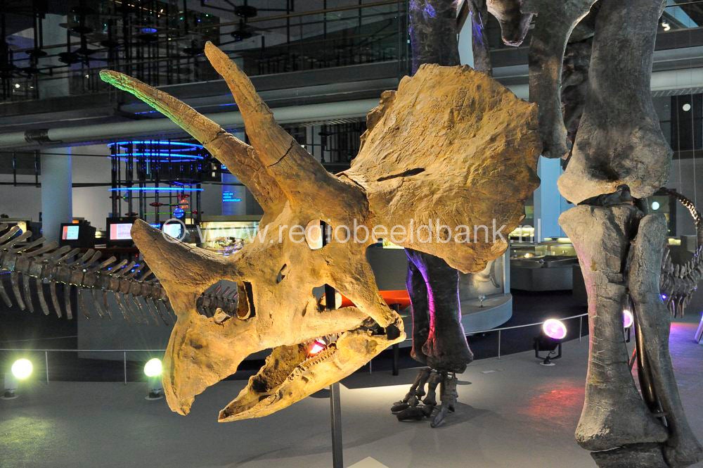 naturalis_leiden_020.jpg