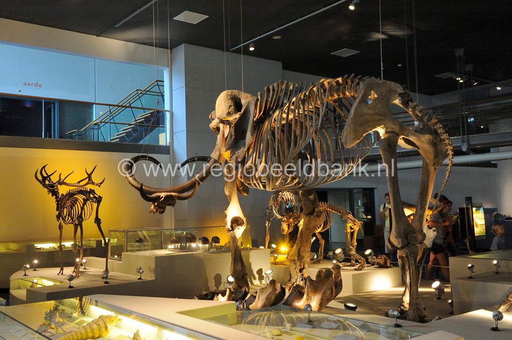 naturalis_leiden_024.jpg
