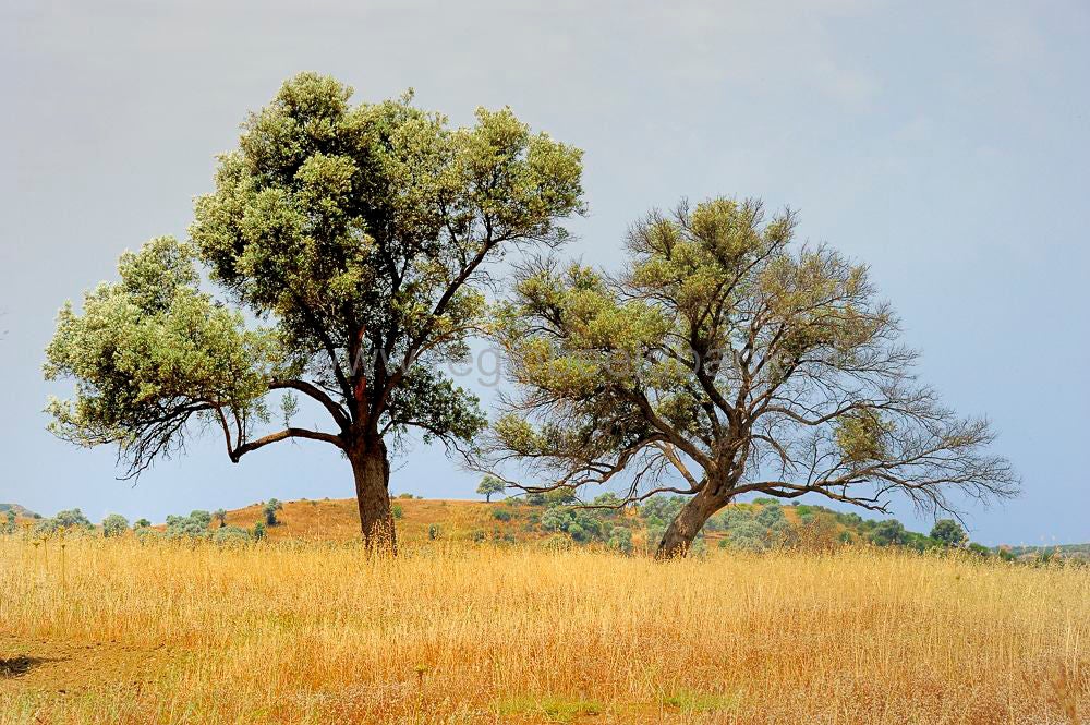 nature_art_009.jpg