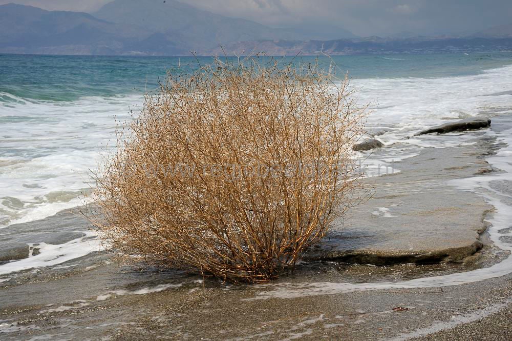 nature_art_011.jpg