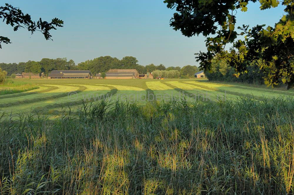 Zwetselaar