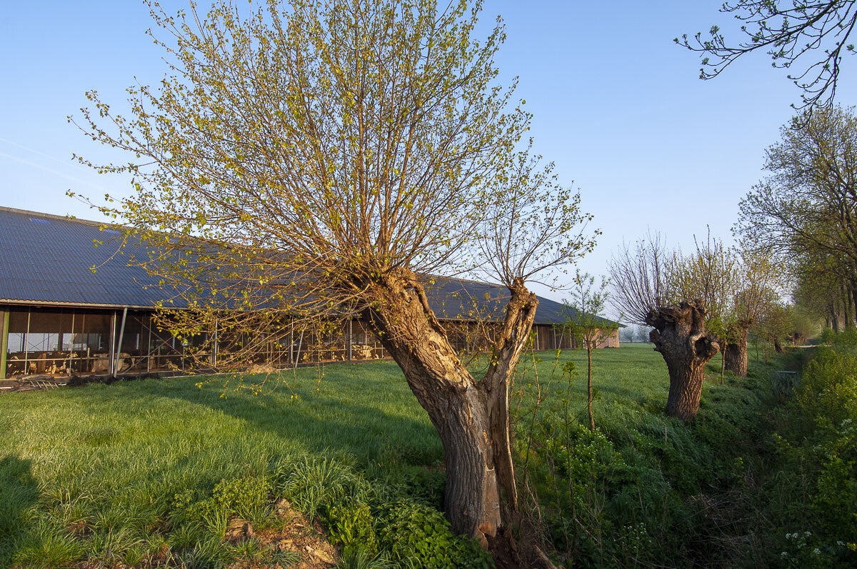 niebroekerpad_040.jpg