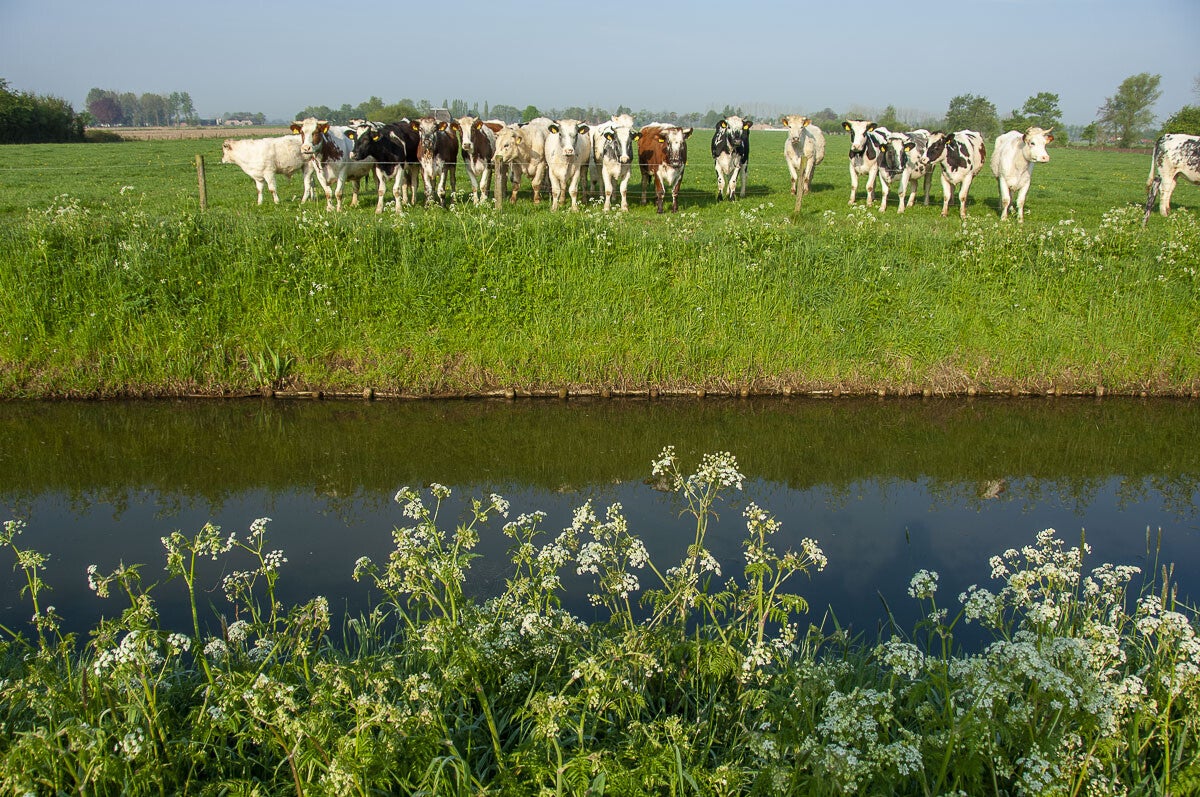 niebroekerpad_064.jpg