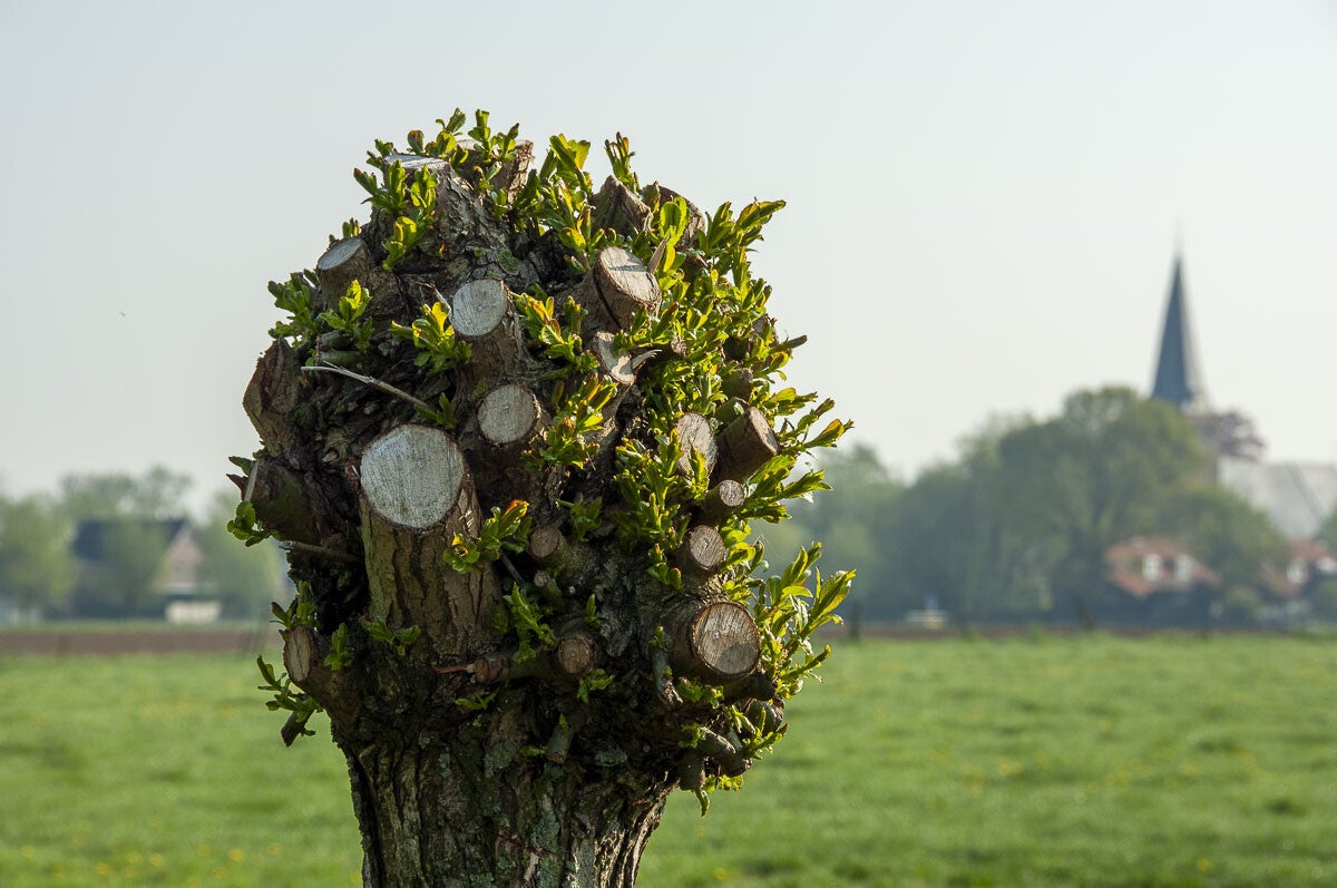 niebroekerpad_068.jpg