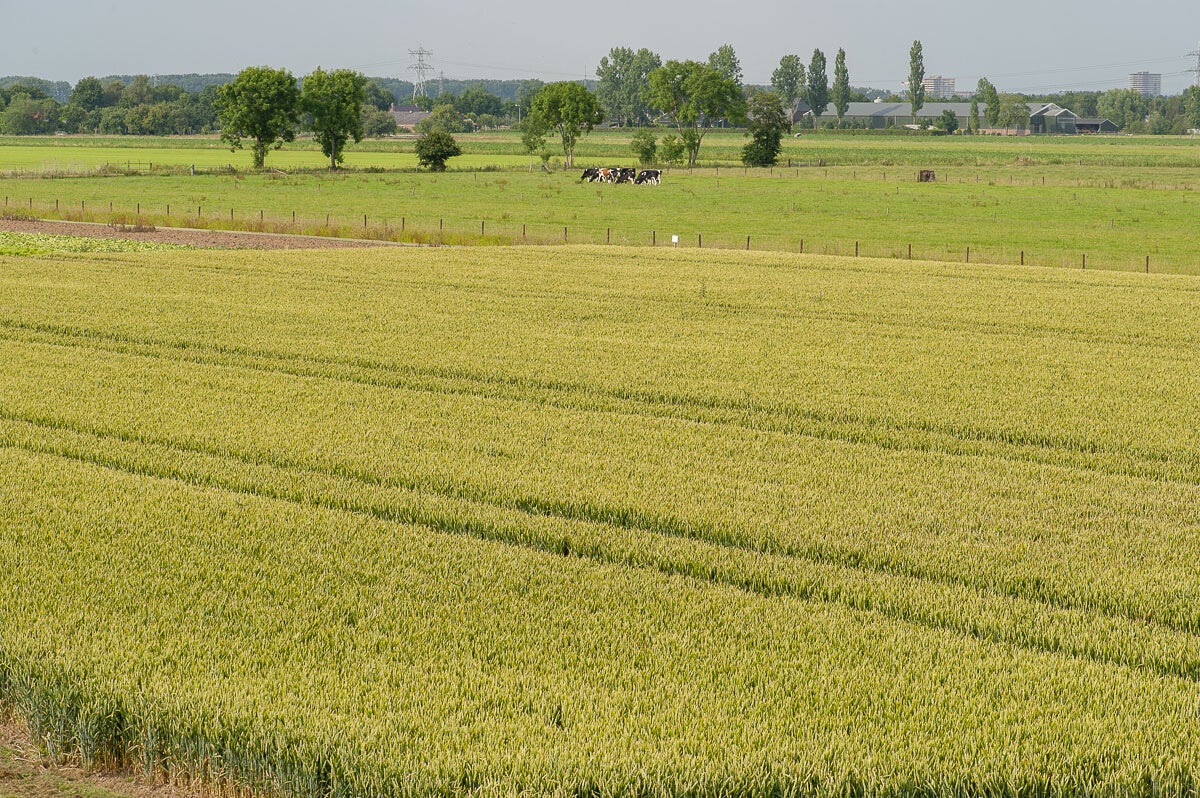 Nudepad Wageningen 13 06 2014