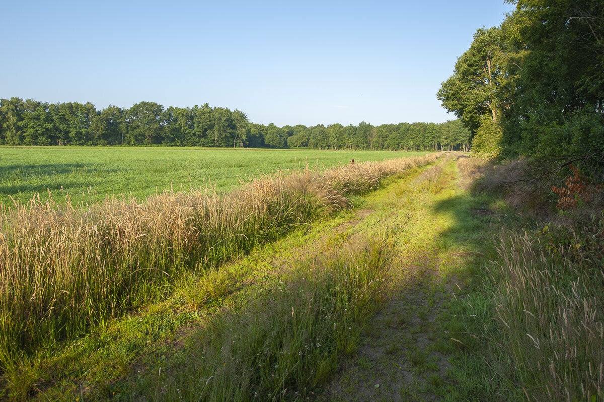 oldenallerpad_023.jpg