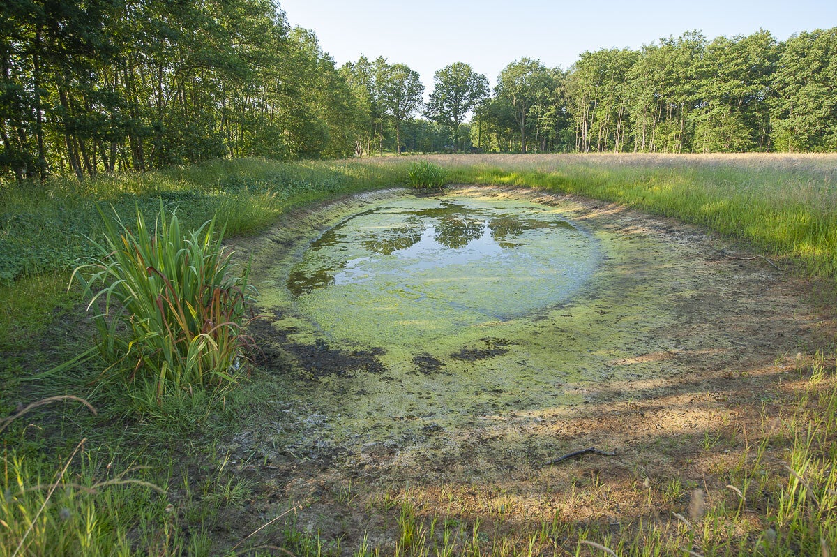 oldenallerpad_030.jpg