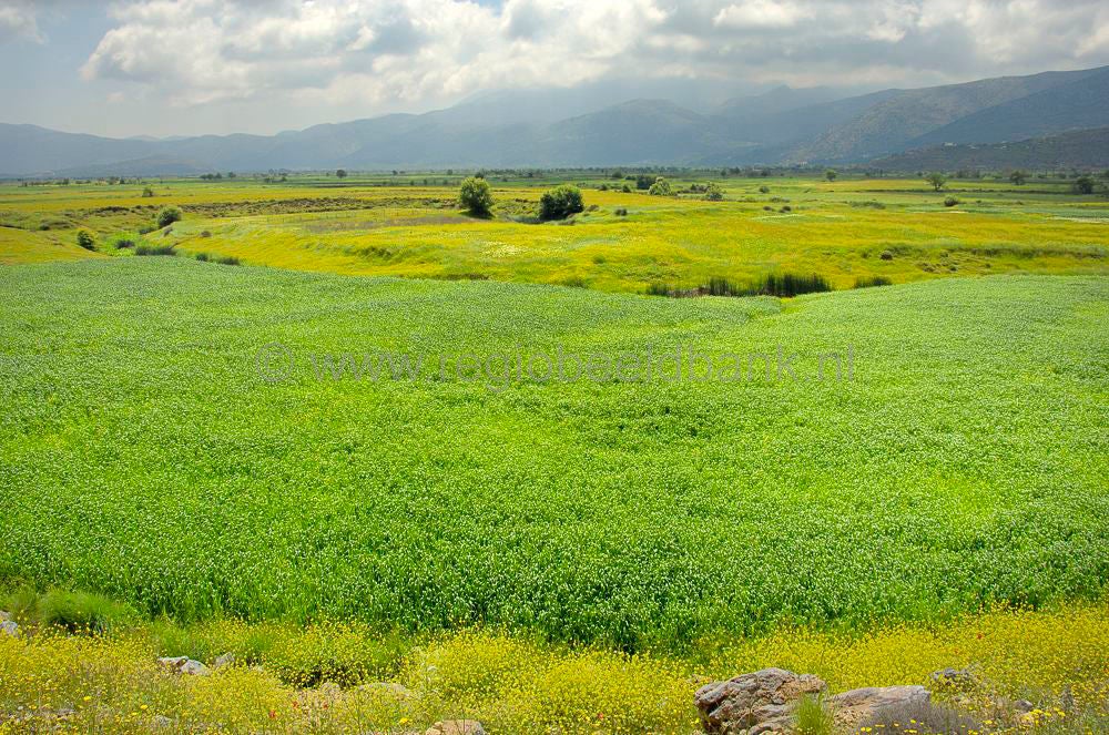 oropedio_lasithiou_kreta_0803.jpg