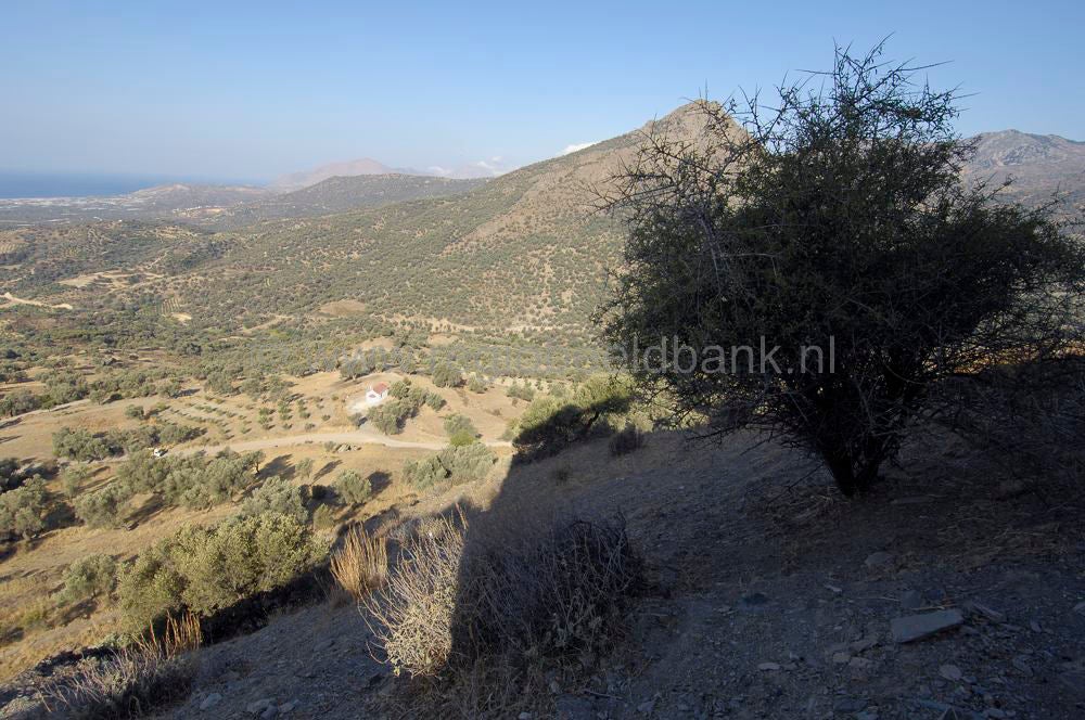 oroskedros_kreta_0822.jpg