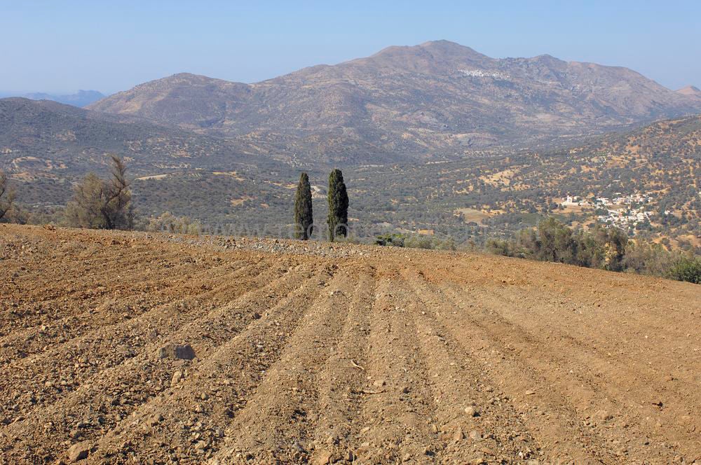 oroskedros_kreta_0829.jpg