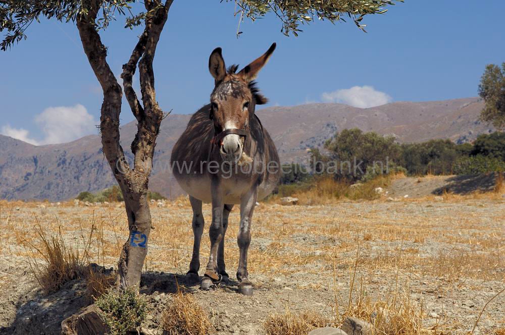 oroskedros_kreta_0840-2.jpg