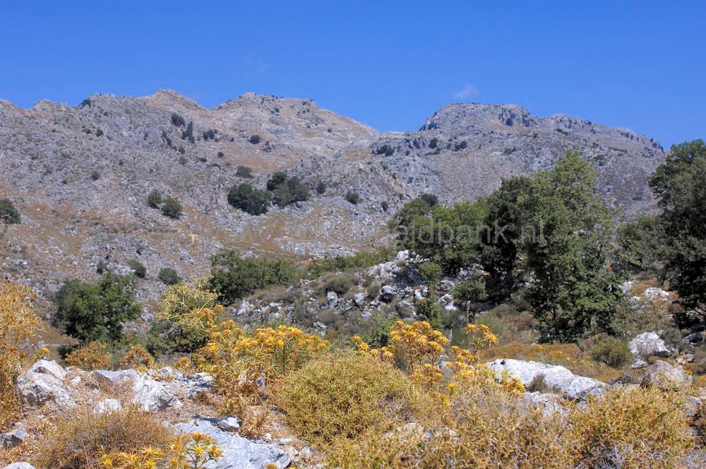 oroskedros_kreta_0844.jpg