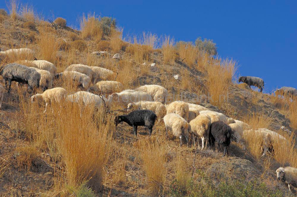 oroskedros_kreta_0853.jpg