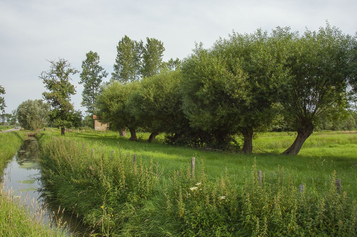 overlangbroeksepad059-1.jpg