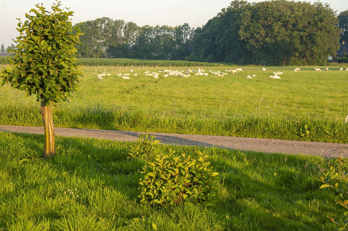 Pelserpad Telgt 13 05 2011
