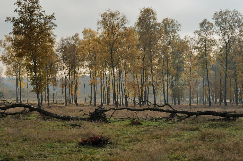 Plantage Willem III Herfst