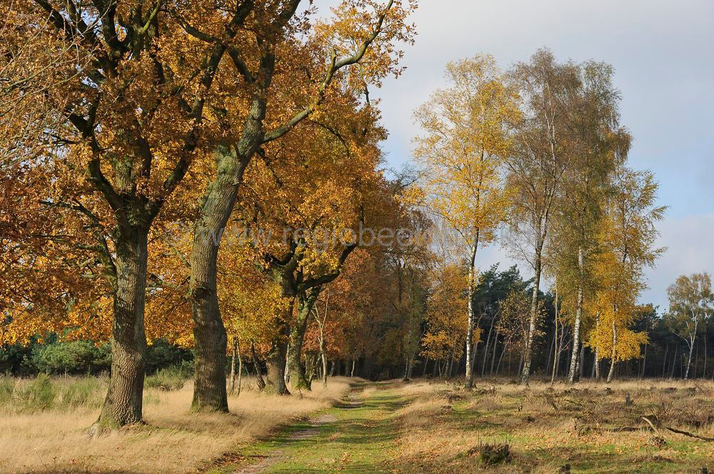 plantage_willem_III-029.jpg