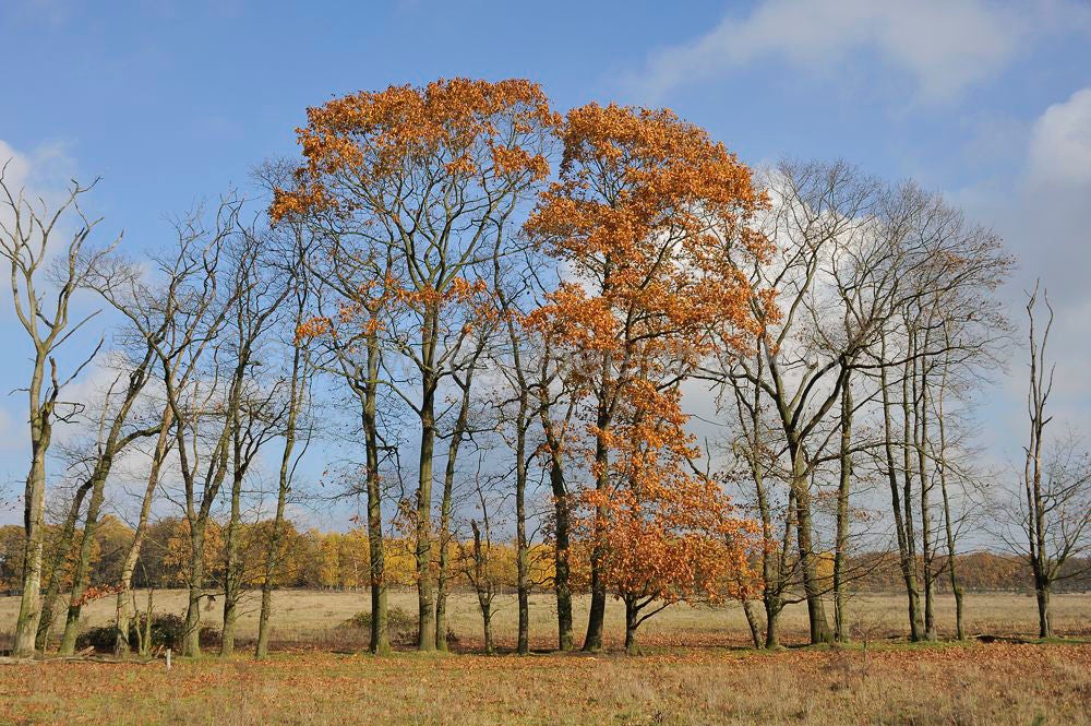 plantage_willem_III-033.jpg